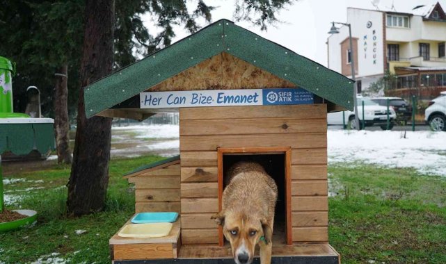 Altınordu'da sokak hayvanlarına 139 ton mama dağıtıldı