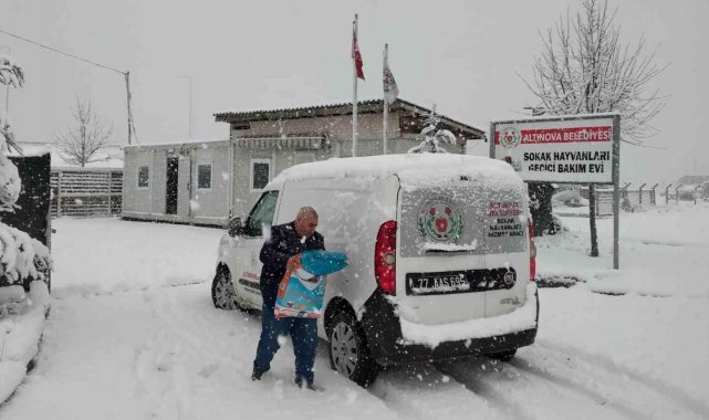 Altınova&#039;da can dostları emin ellerde
