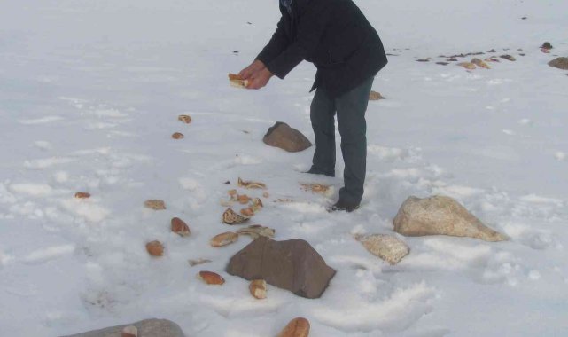 Altun, yaban hayvanları ve sokak hayvanları için yem bıraktı