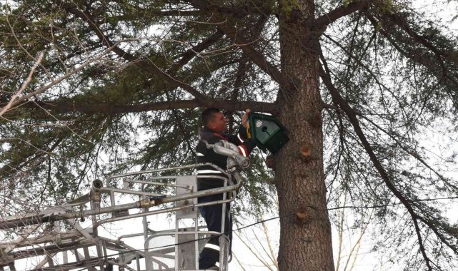 Amasya Belediyesi'nden ağaçlara 100'den fazla kuş yuvası