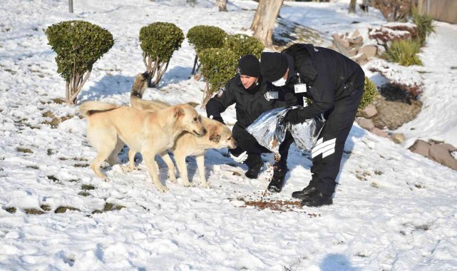 ANFA Güvenlik sokak hayvanlarına mama ulaştırıyor