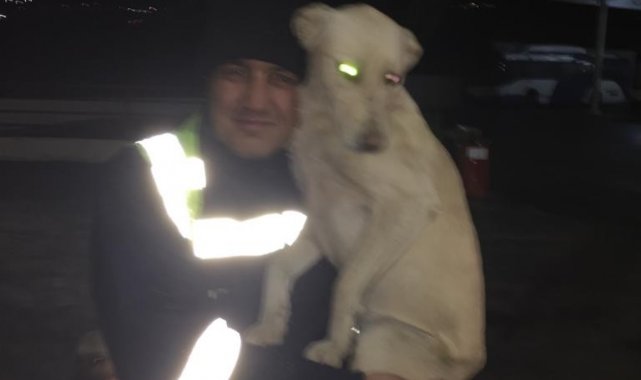 Ankara'da otobüs şoförünün köpekle yaşadığı eğlenceli anlar kamerada