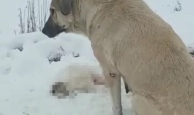 Anne köpek ölen yavrusunun başından ayrılmadı