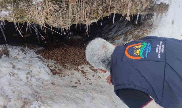 Annesiz kalan 7 yavru köpeğe Tarım ve Orman Müdürlüğü sahip çıktı