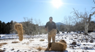 Antalya'da yılkı atları için doğaya saman bırakıldı