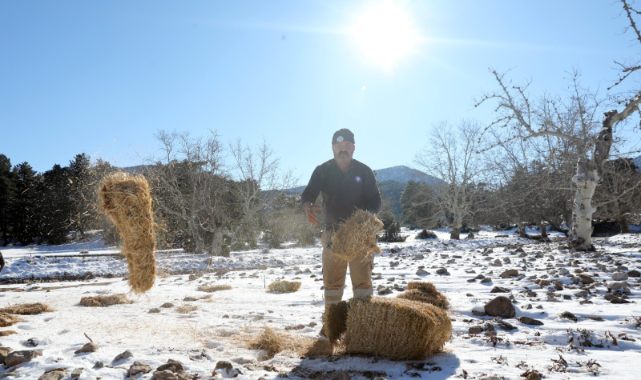 Antalya&#039;da yılkı atları için doğaya saman bırakıldı