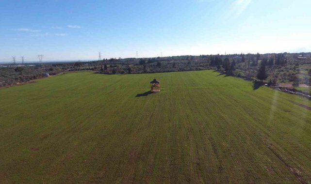 Antalya Orman Çiftliği'nde buğday tohumları filizlendi