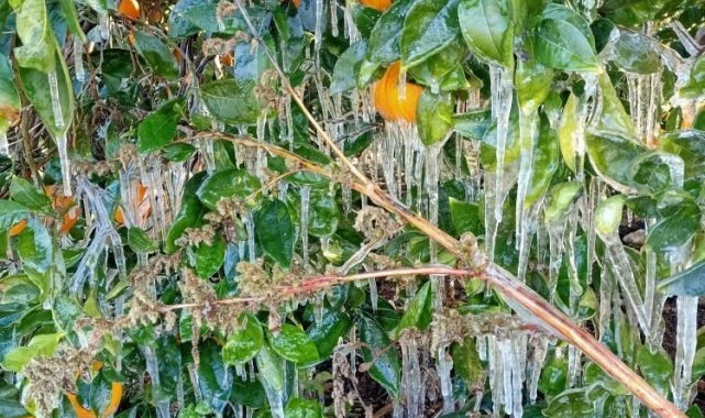 Antalya&#039;da portakal ağaçlarında buz sarkıtları