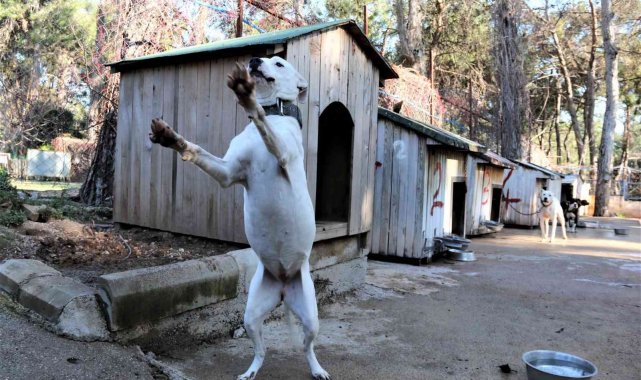 Antalya'da "Yasaklı tür" olan bin 663 adet köpek kayıt altına alındı