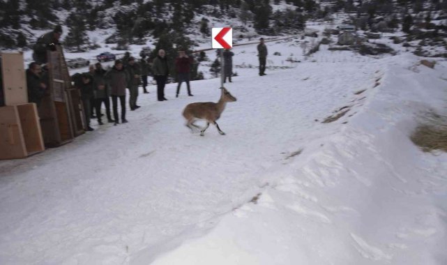 Antalya&#039;da yakalanan 7 yaban keçisi, Karanlıkdere Kanyonu&#039;nda doğaya bırakıldı