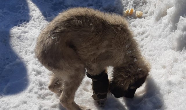 Aracın çarptığı yavru köpek için vatandaşlar seferber oldu