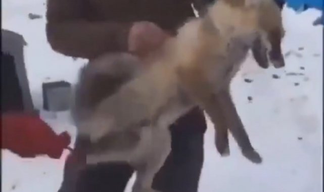 Ardahan'da tilkiye yapılan eziyetin görüntüleri tepki çekti, Valilik harekete geçti