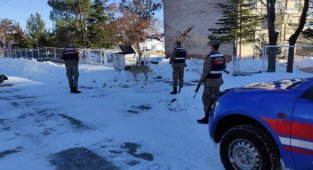 Arguvan'da jandarma sokak hayvanlarını unutmadı