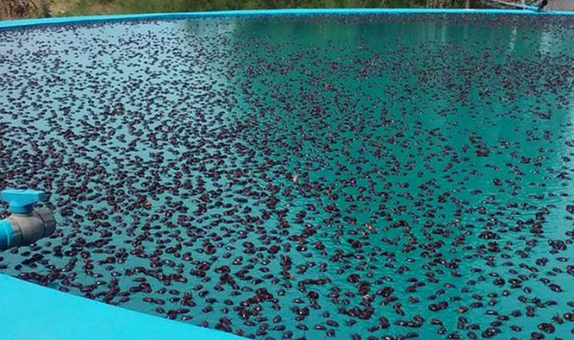 Arjantin'de gergedan böceği istilası