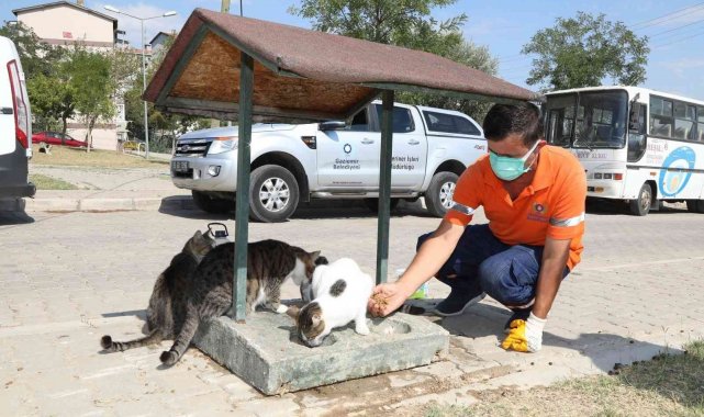 Artık gıdalar sokak hayvanlarının maması olacak