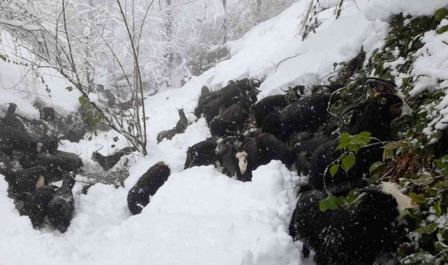 Artvin'de besicilerin zorlu kış mesaisi