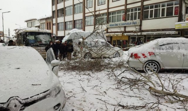 Asırlık çam ağacının dalları kar yağışına dayanamadı