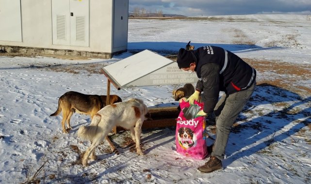 Aslanapa Belediyesi'nden Sokak hayvanlarına yem ve mama desteği