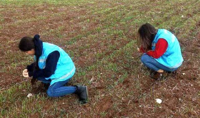 Aslanapa&#039;da ekili alalarda fonolojik gözlem çalışmaları