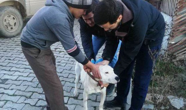 Aslanapa'da "Yasaklı ırk" köpekler kayıt altına alınıyor