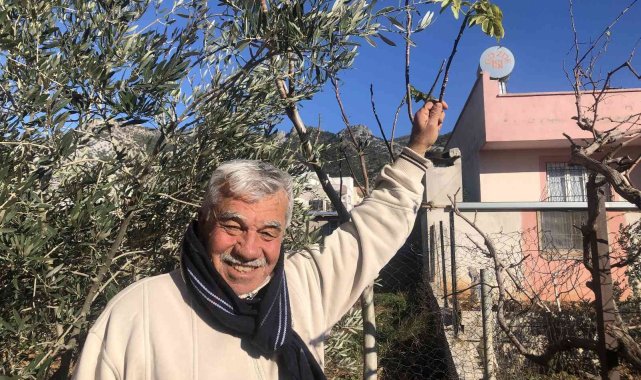 Asma ve ceviz ağacı kışın ortasında yaprak açtı