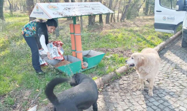 Atakum Belediyesi'nden sokak hayvanlarına 9 ton mama desteği