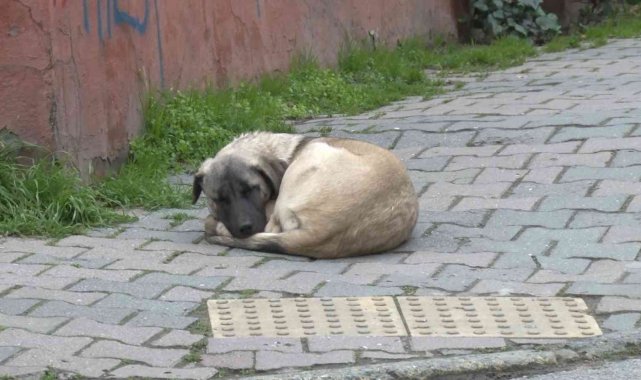 Ataşehir'de köpek kavgası: "Hayvana taş attım, sana değil"