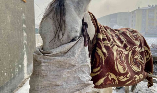 Atlarını battaniyeye ile sarıp dondurucu soğuklardan koruyorlar