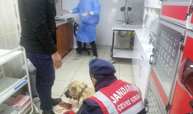 Av tüfeği ile vurulan kangal köpeği tedaviye alındı