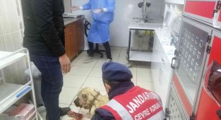 Av tüfeği ile vurulan kangal köpeği tedaviye alındı