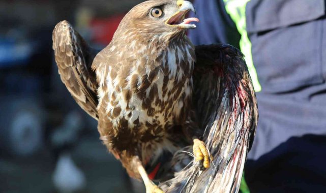 Avcılar tarafından yaralanan doğan tedavi altına alındı