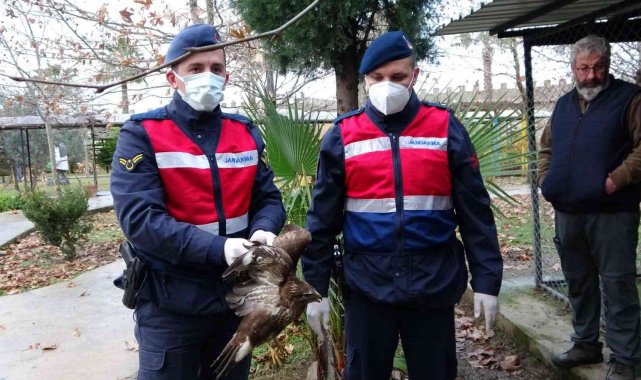 Avcıların vurduğu şahin otelin tenis kortunda yaralı halde bulundu