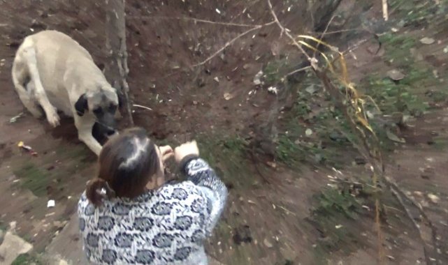 Ayağı tele takılan köpek kurtarıldı