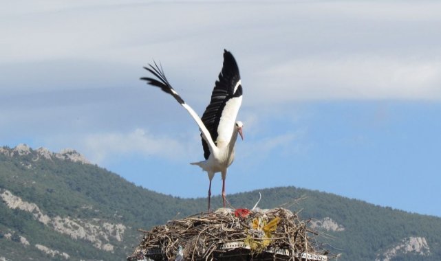 Aydın'a ilk leylek bu yıl erken geldi
