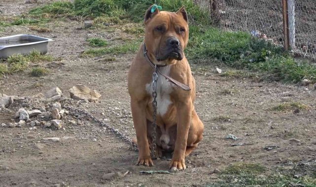 Aydın&#039;da 537 adet &#039;tehlike arz eden köpek&#039; kayıt altına alındı
