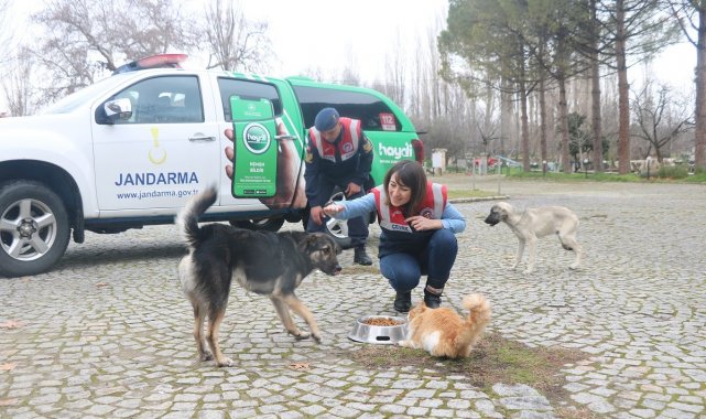 Aydın&#039;da Jandarma timleri sokak hayvanlarını yalnız bırakmıyor