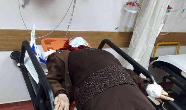 Aydın'da sokak köpekleri yaşlı kadını hastanelik etti