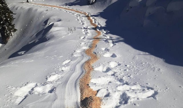 Aydın'da yaban hayvanları unutulmadı