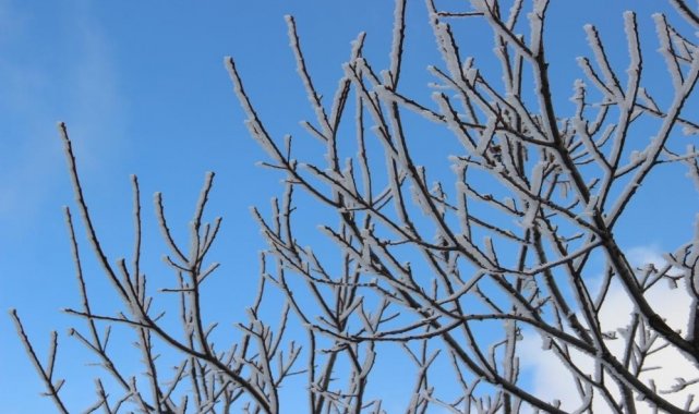 Aydın'da zirai don bekleniyor