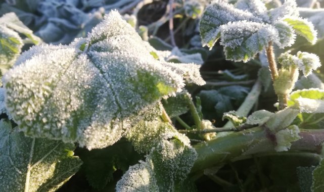Aydın'da zirai don bekleniyor