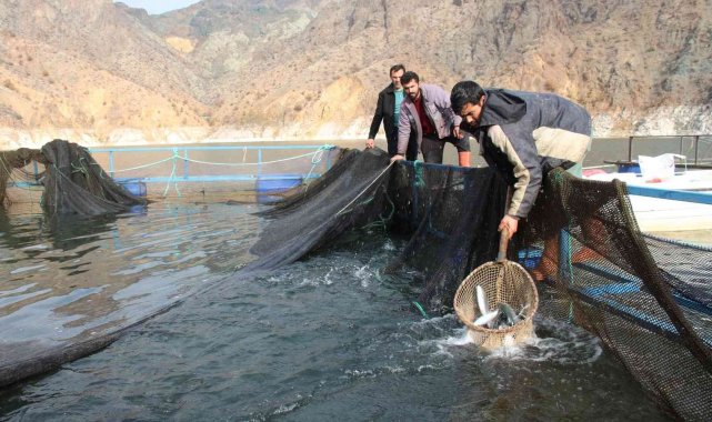 Ayvalı Baraj Gölü'nde alabalık ve somon üretimi, balıkçıların yüzünü güldürüyor