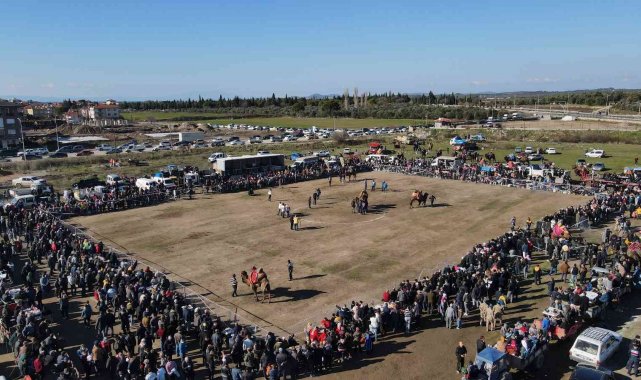 Ayvalık'ta deve güreşleri heyecanı şölene dönüştü
