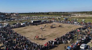 Ayvalık'ta deve güreşleri heyecanı şölene dönüştü