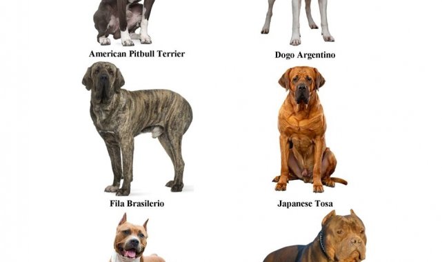 Bağcılar'da tehlikeli köpek ırklarının kısırlaştırılması için son tarih belli oldu