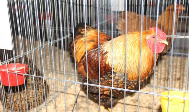 Bahçe ve süs hayvanları ulusal yarışmada görücüye çıktı