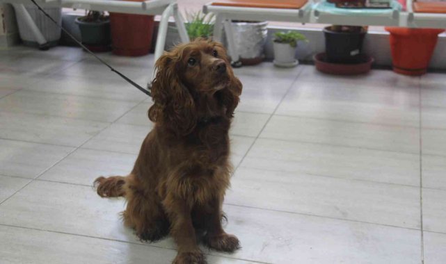 Bakamayan sokağa terk ediyor