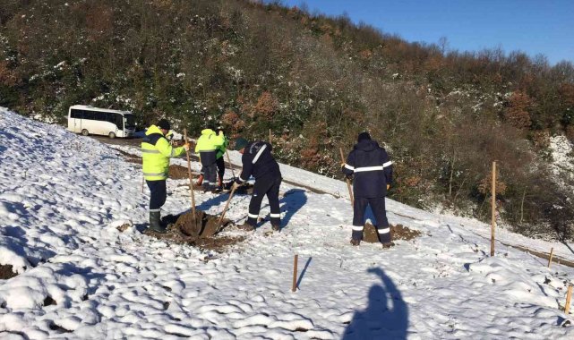 Bal ormanında ağaç dikimi devam ediyor