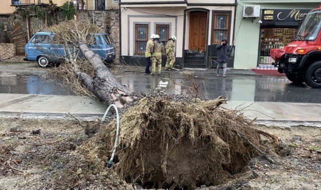 Balat'ta şiddetli rüzgar nedeniyle ağaç yola devrildi
