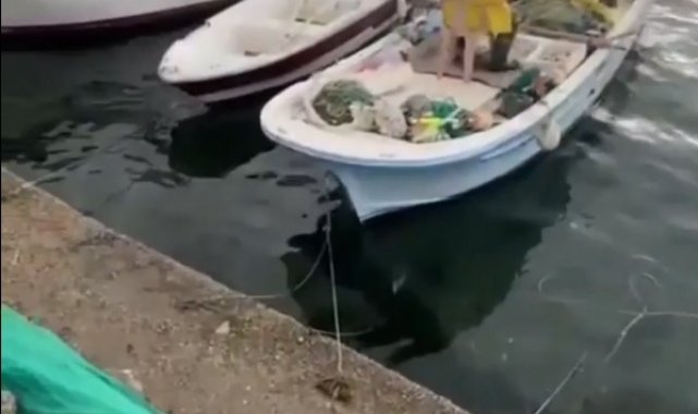 Balıkçı tarafından beslenen su samuru kameralara yansıdı