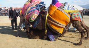 Balıkesir’de geleneksel deve güreşlerini 10 bin kişi izledi